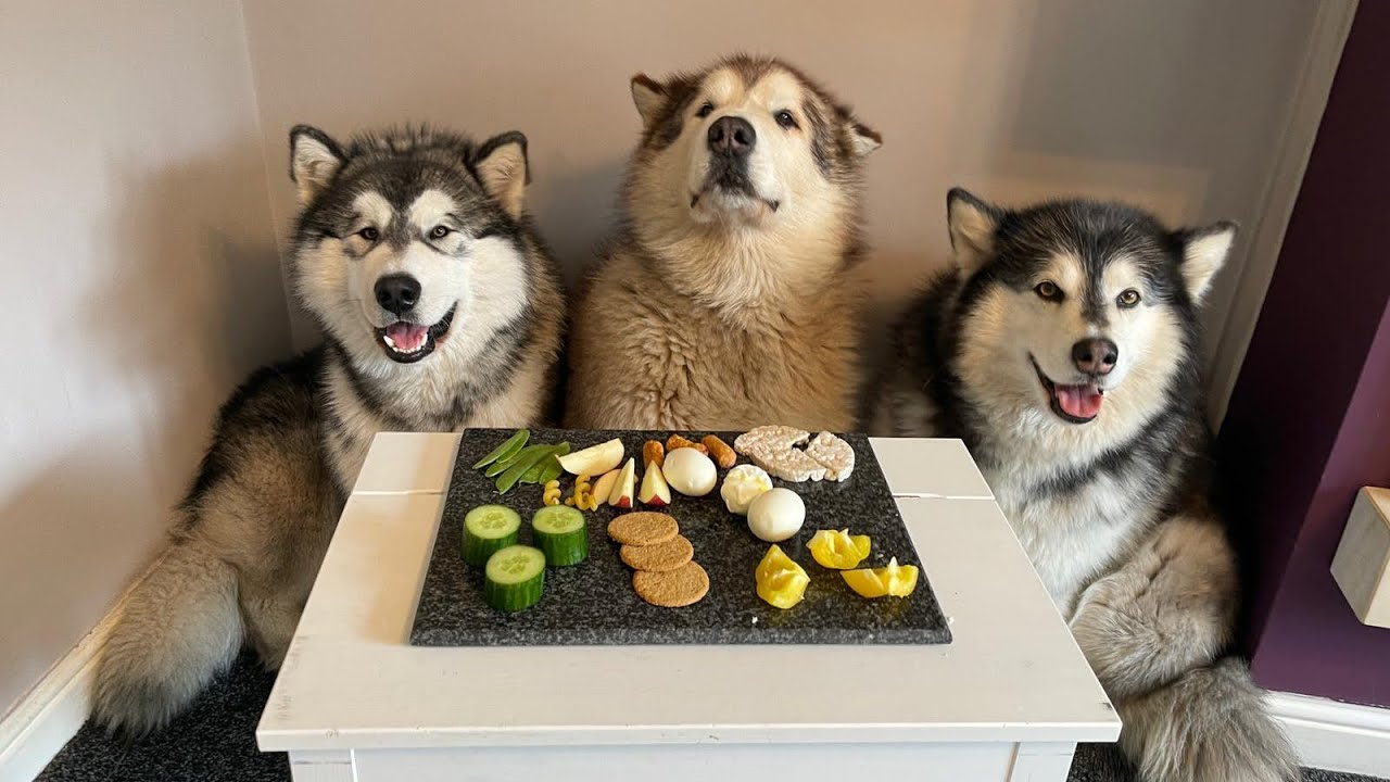 Dogs Review Food | Malamute Taste Test!