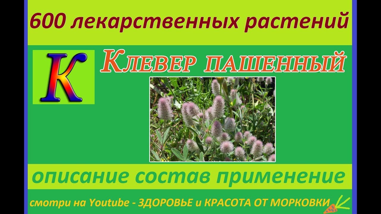 клевер пашенный 600 лекарственных растений