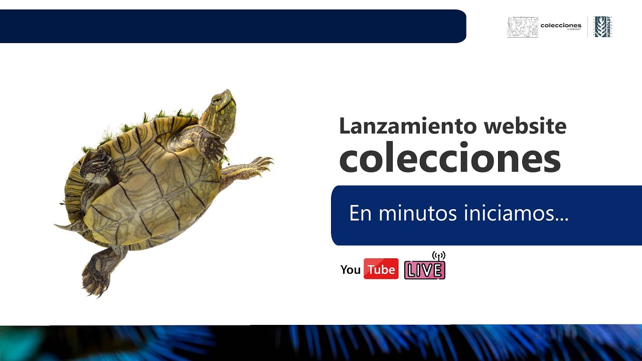 Lanzamiento website colecciones | #ColeccionesAUnClick