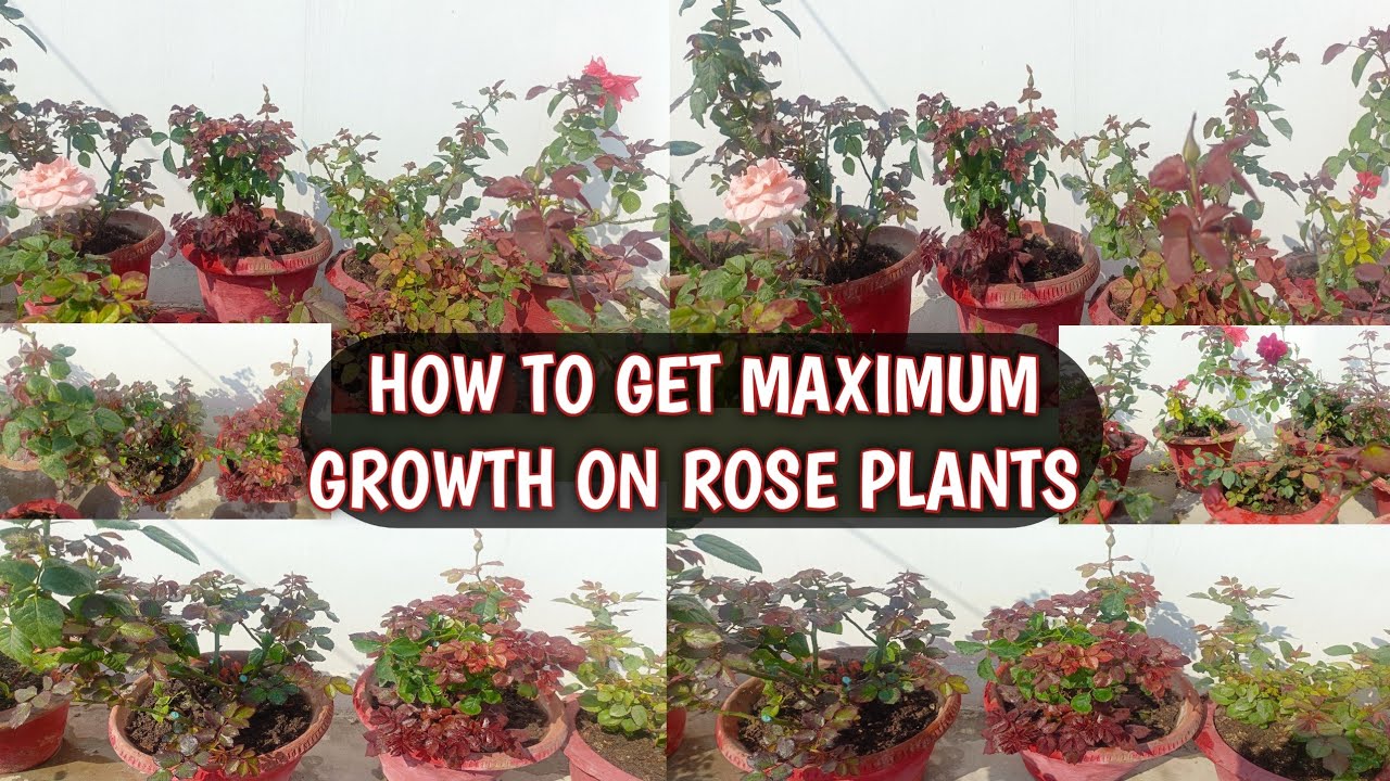 HOW TO GET MAXIMUM GROWTH ON ROSE PLANTS | ROSE PLANT GROWING TIPS 🌹🌹
