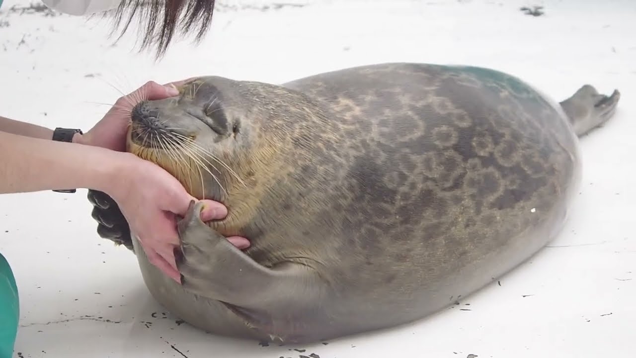 顔チェック姿が可愛いワモンアザラシのミゾレちゃん