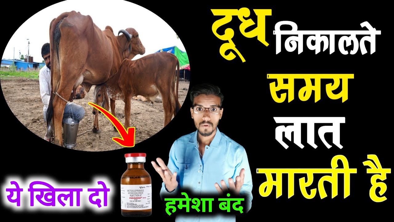 दूध निकालते समय गाय🐄भैंस लात मारती है ये दवा खिला दो👍gay lat mare to kya karen? HADA VETS CLUB ||