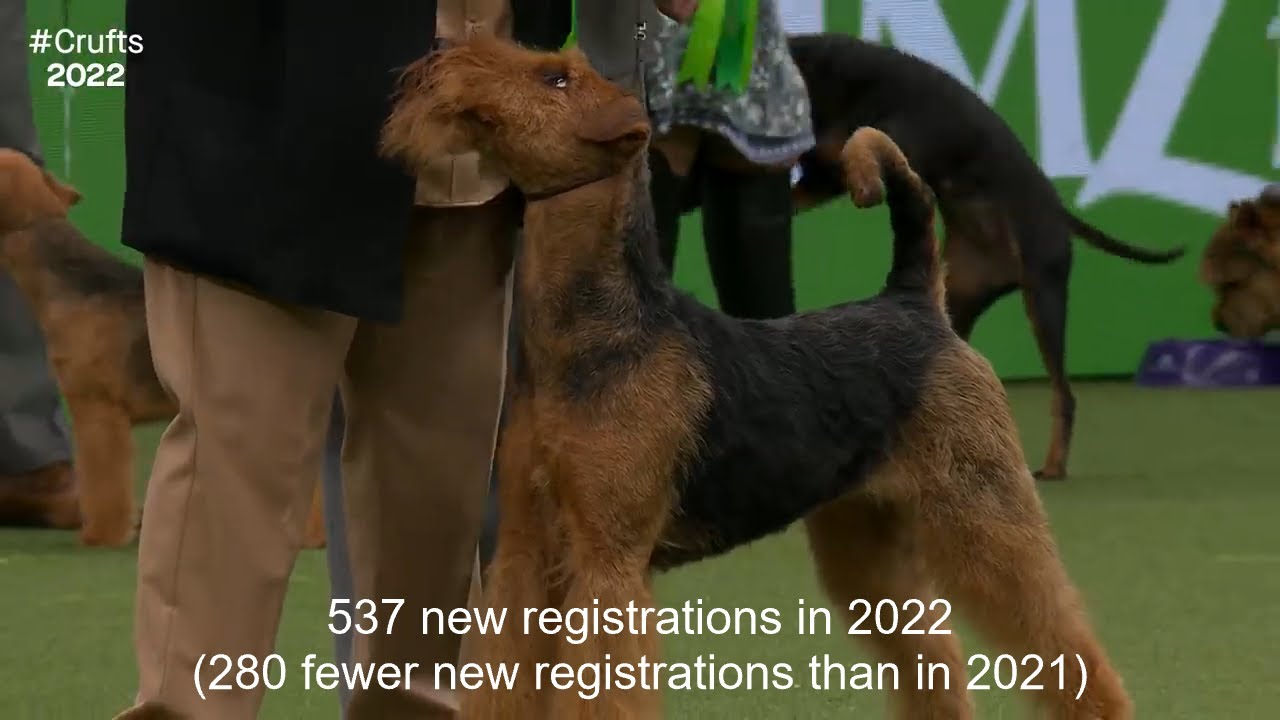 2022's New Registration Numbers - Terrier Group