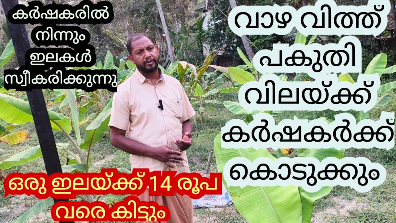  ഇല വാഴകൃഷി വമ്പൻ ലാഭം |banana  leavesCultivation malayalam 