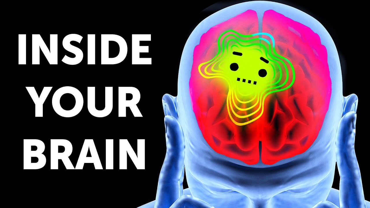 A Great Journey Inside Your Brain