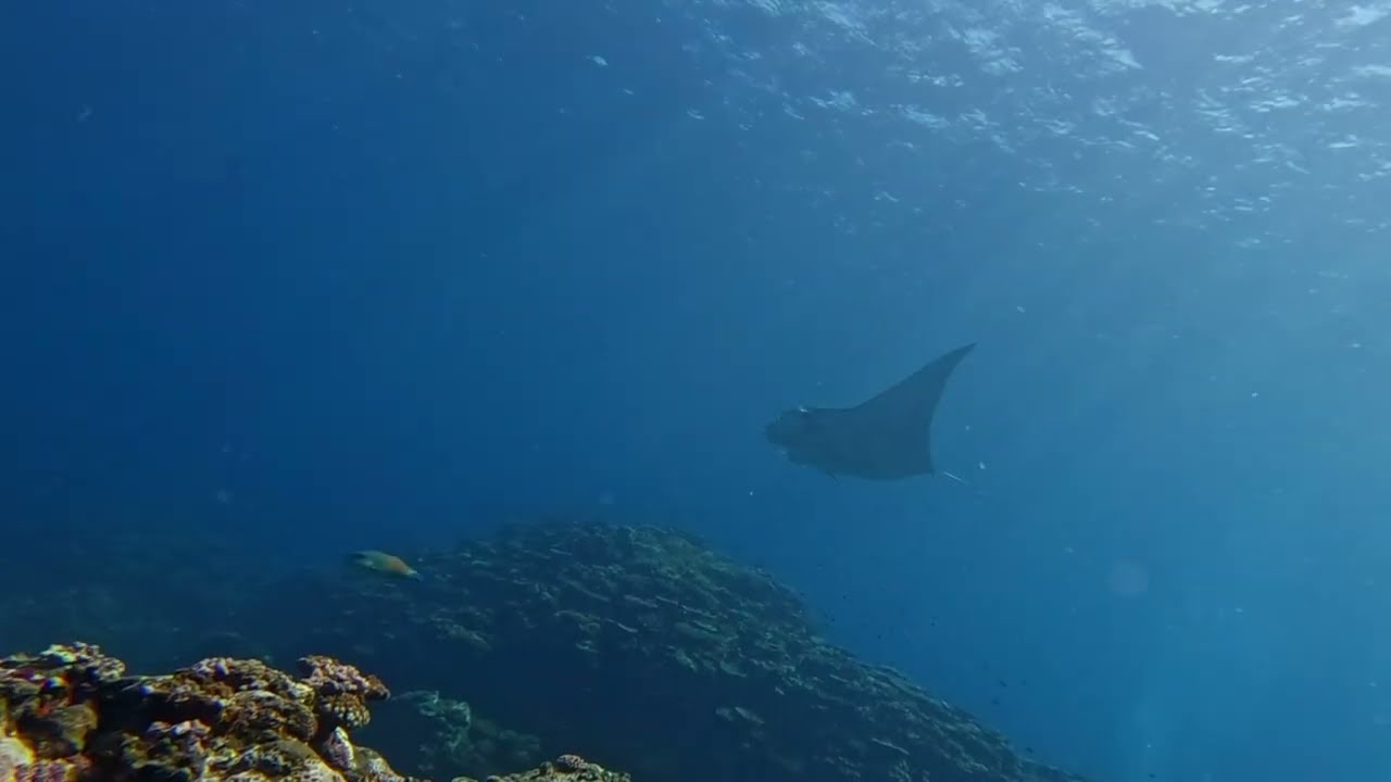ISHIGAKI SEP '25 MANTA Cleaning station