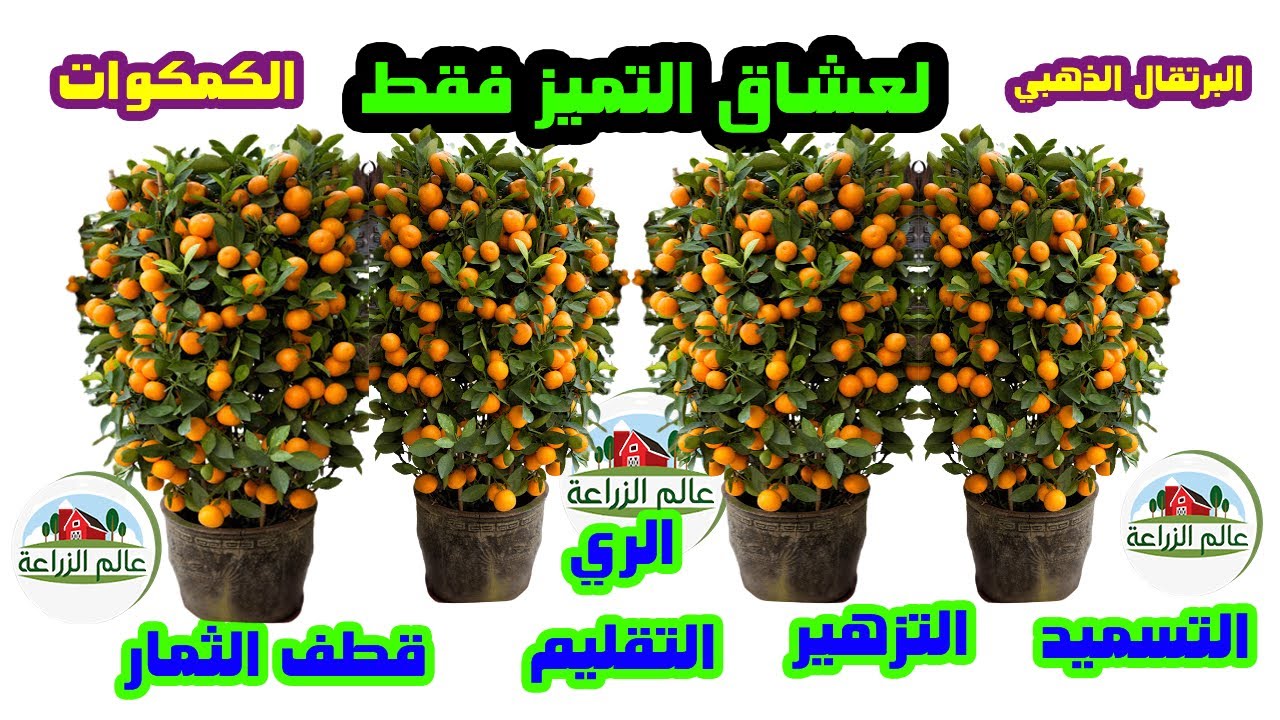 الكمكوات, شرح عملي عن زراعة الكمكوات, التقليم و الري و التسميد و التزهير و العناية باشجار الكمكوات