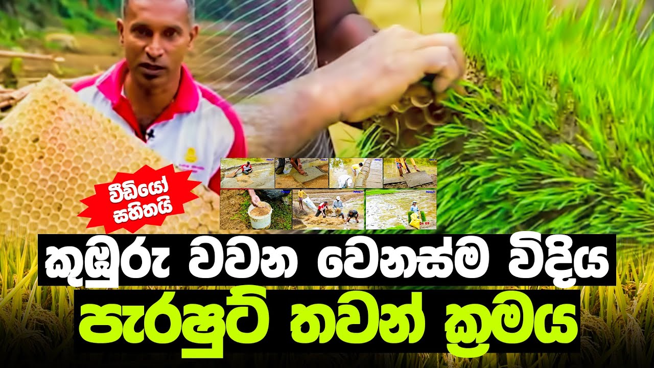 ලංකාවට අලුත් බිත්තර වී අඩුවෙන් යන කුඹුරු වවන වෙනස්ම විදිය - පැරෂුට් තවන් ක්‍රමය | Sri Lanka Agri