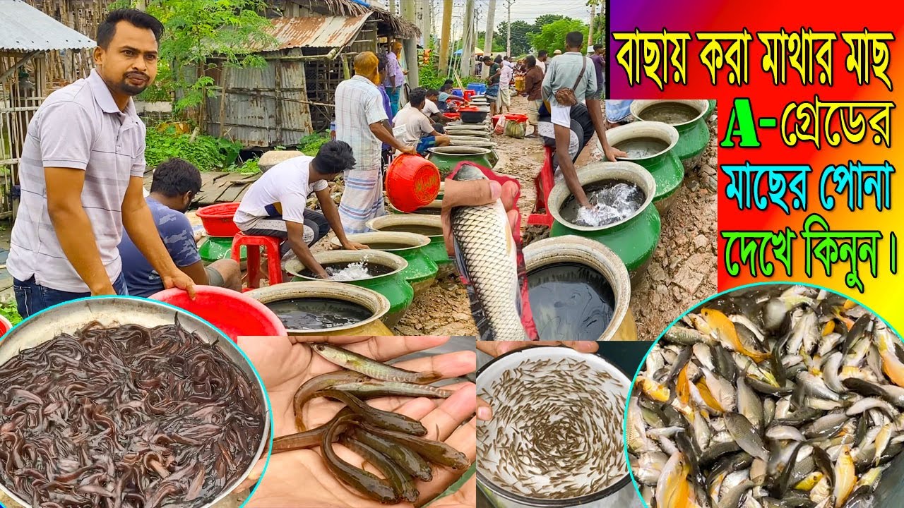 A-গ্রেডের সব মাছের পোনার দাম কী ? মাছ কিনবেন সব সময় এক গ্রেডের মাথার মাছটা।থাকছে মাছ চাষের পরামর্শ।।