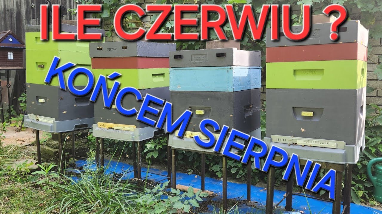 Przegląd uli i weryfikacja stopnia czerwienia matki 🐝