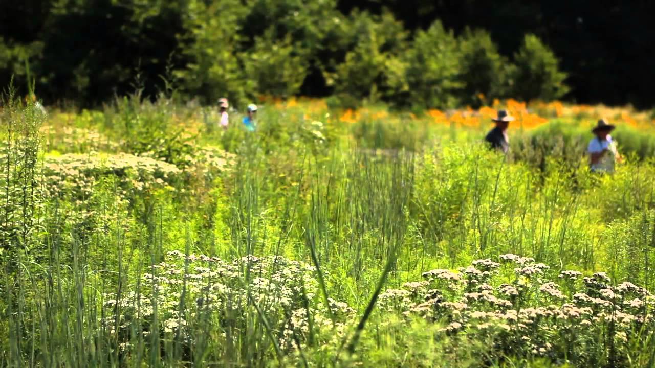 Native Plant Garden Meadow