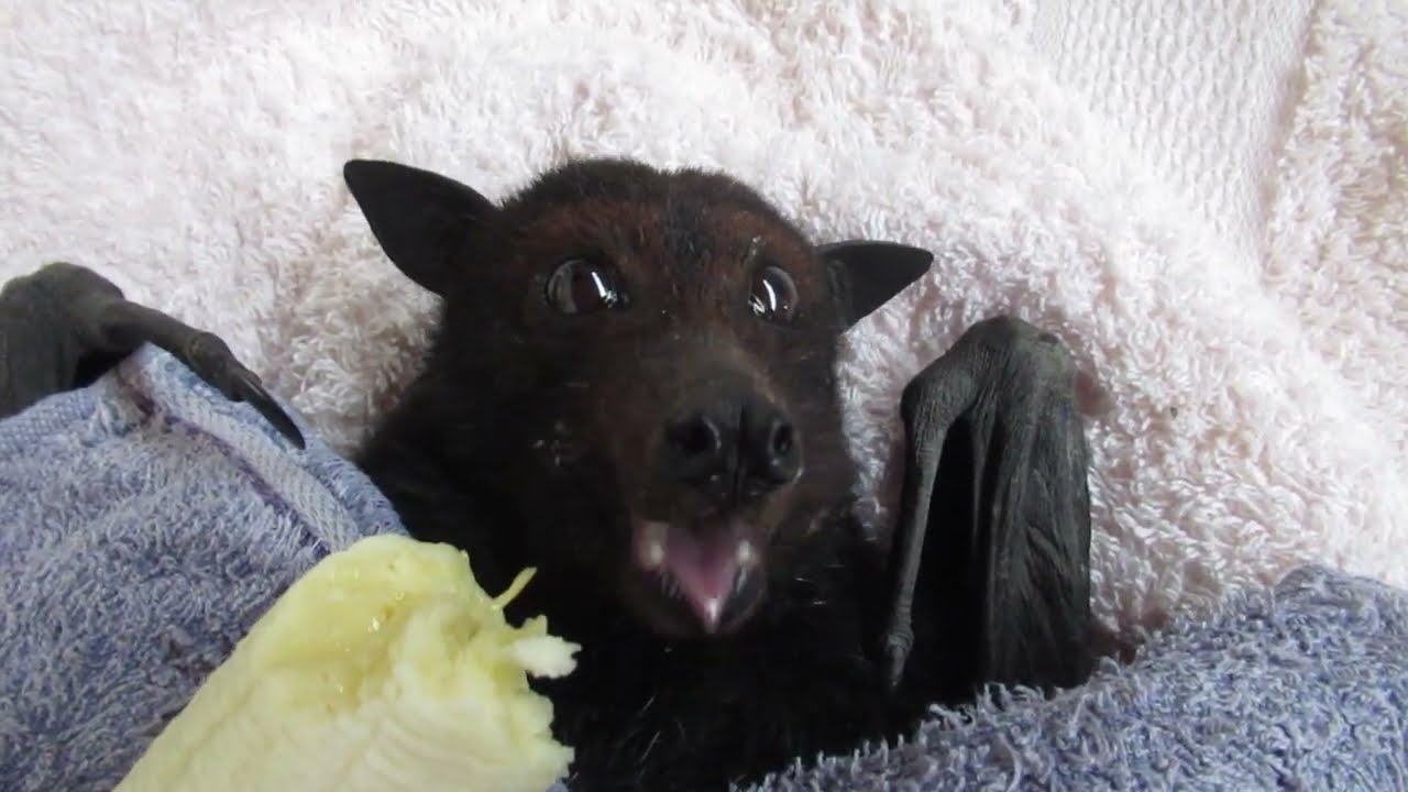Mum To Be Bernice Is Off With The Bat Fairies And She’s Cranky