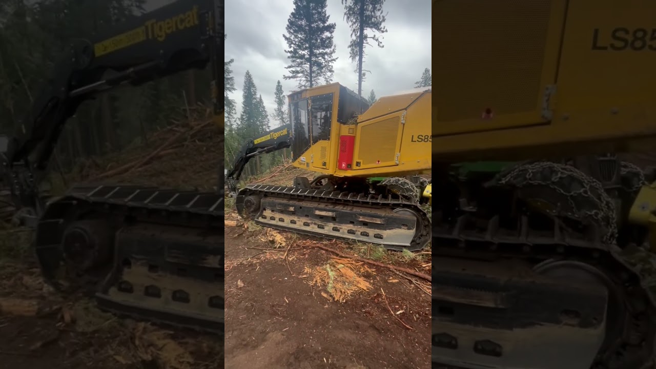 Tigercat LS 857 with felling head. #forestmanagement #sustainability #forestry #tigercat #logging  ￼