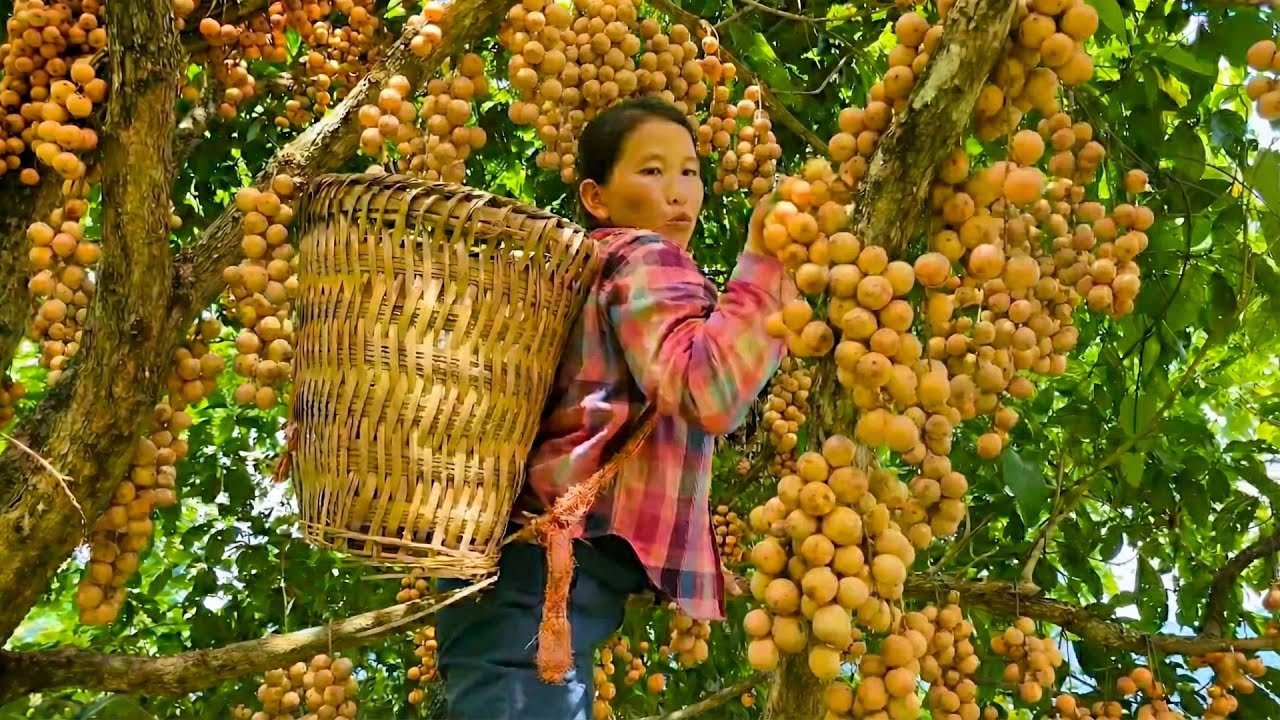Harvesting Natural Fruit and Taking It to the Market to Sell - The Couple's First Meal