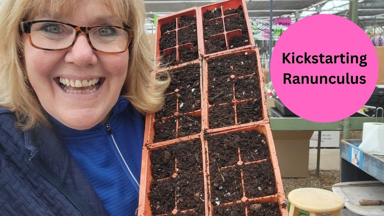 How to Pre-sprout Ranunculus