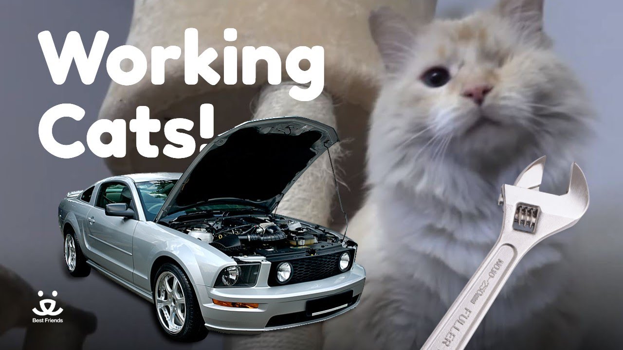 Working Cats | Two cats keep this auto shop in top notch shape