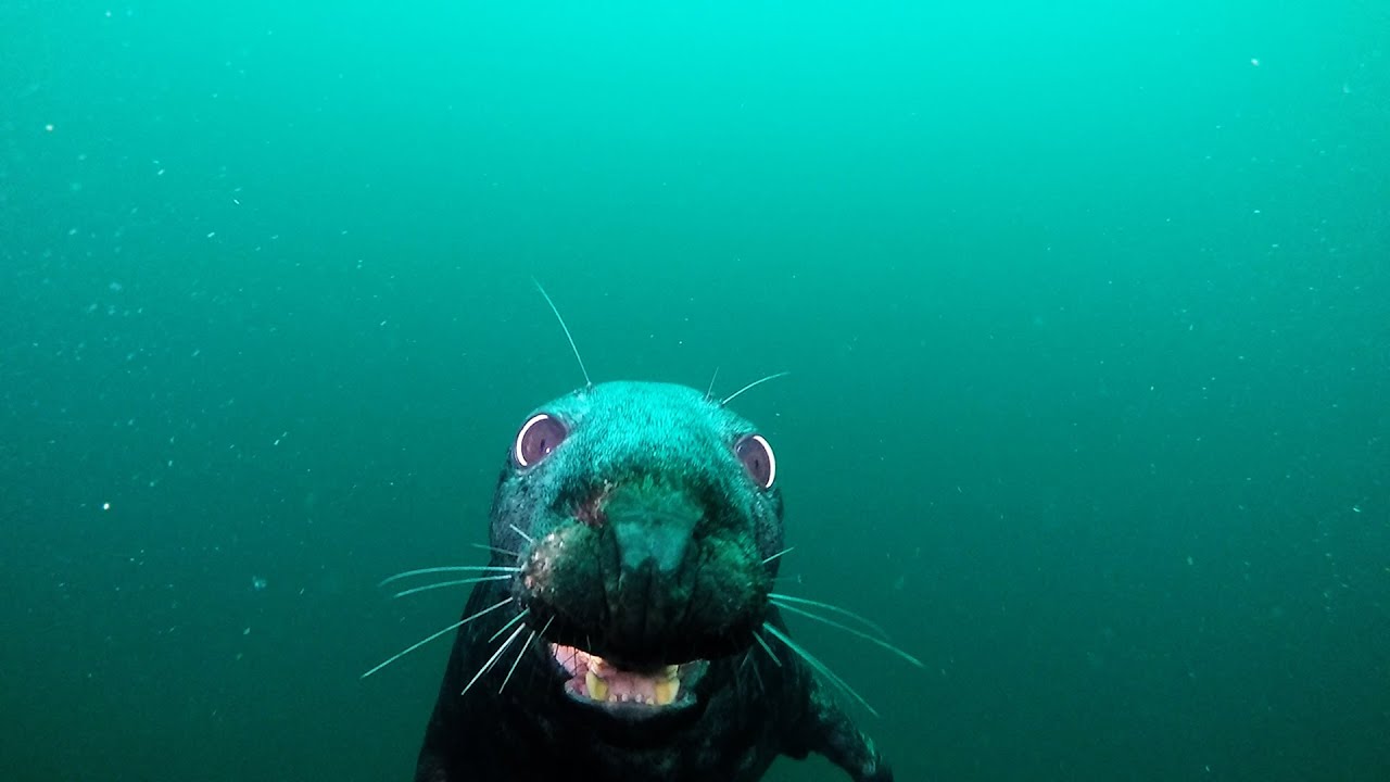 Farne Islands 2016 Diving with the Seals