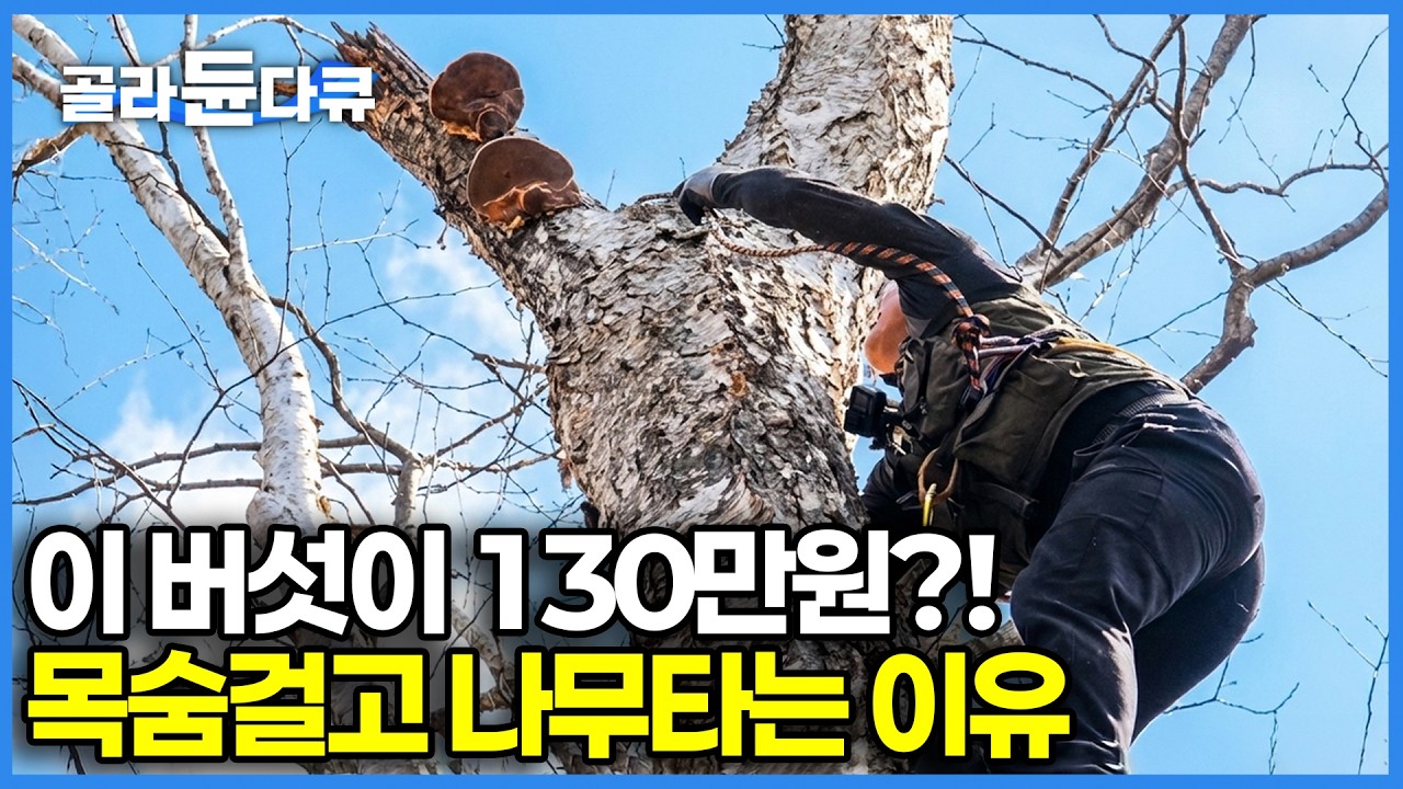 [극한직업] 700m 절벽에 매달려야만 얻는 역대급 귀한 황금 버섯!｜이거 하나면 일당 130만 원 '대박' 터진다? 목숨걸고 산 타는 이유｜자연산 황금 버섯｜#골라듄다큐