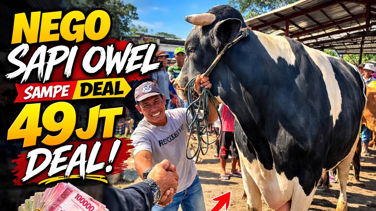 MAS REVAN BELI SAPI RAKSAKSA DEAL 49JT DI PASAR SAPI JELOK BOYOLALI. HEBOH PASAR NYA 🔥🔥🔥