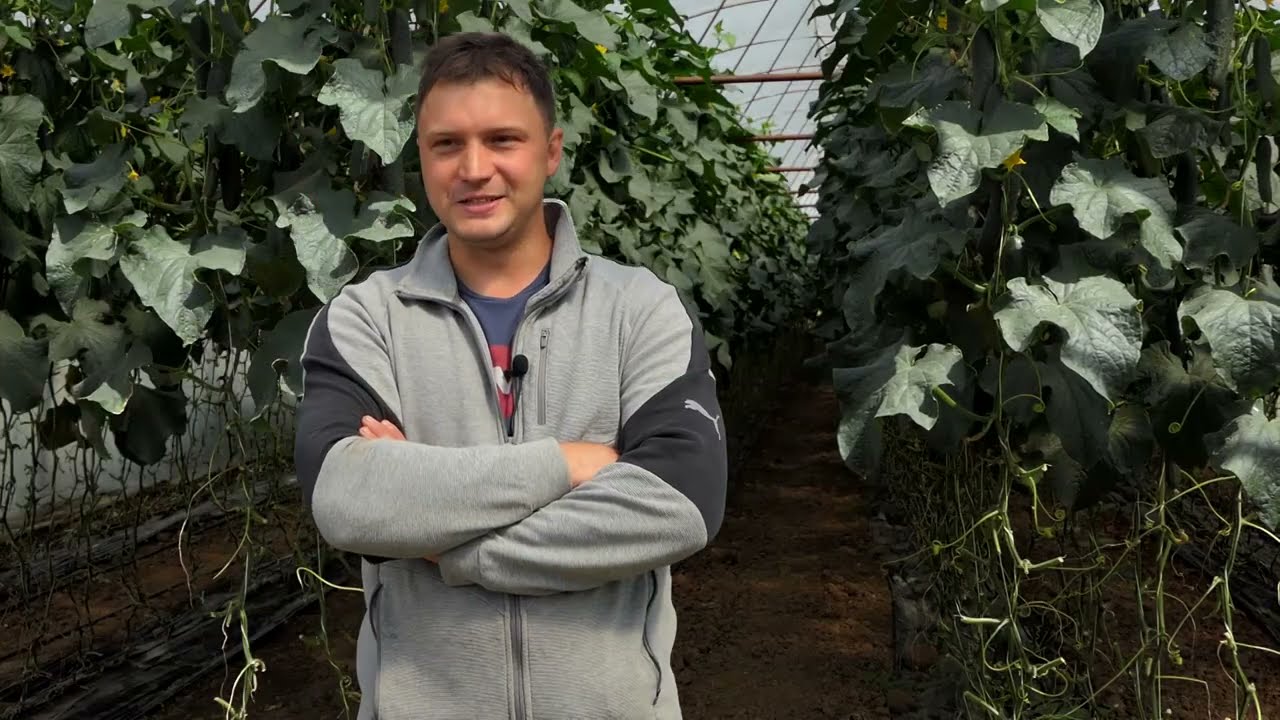 Domaćine kako radiš 17.05.2021. Proizvodnja krastavca, plastenici, Saraorci, Banatski Brestovac