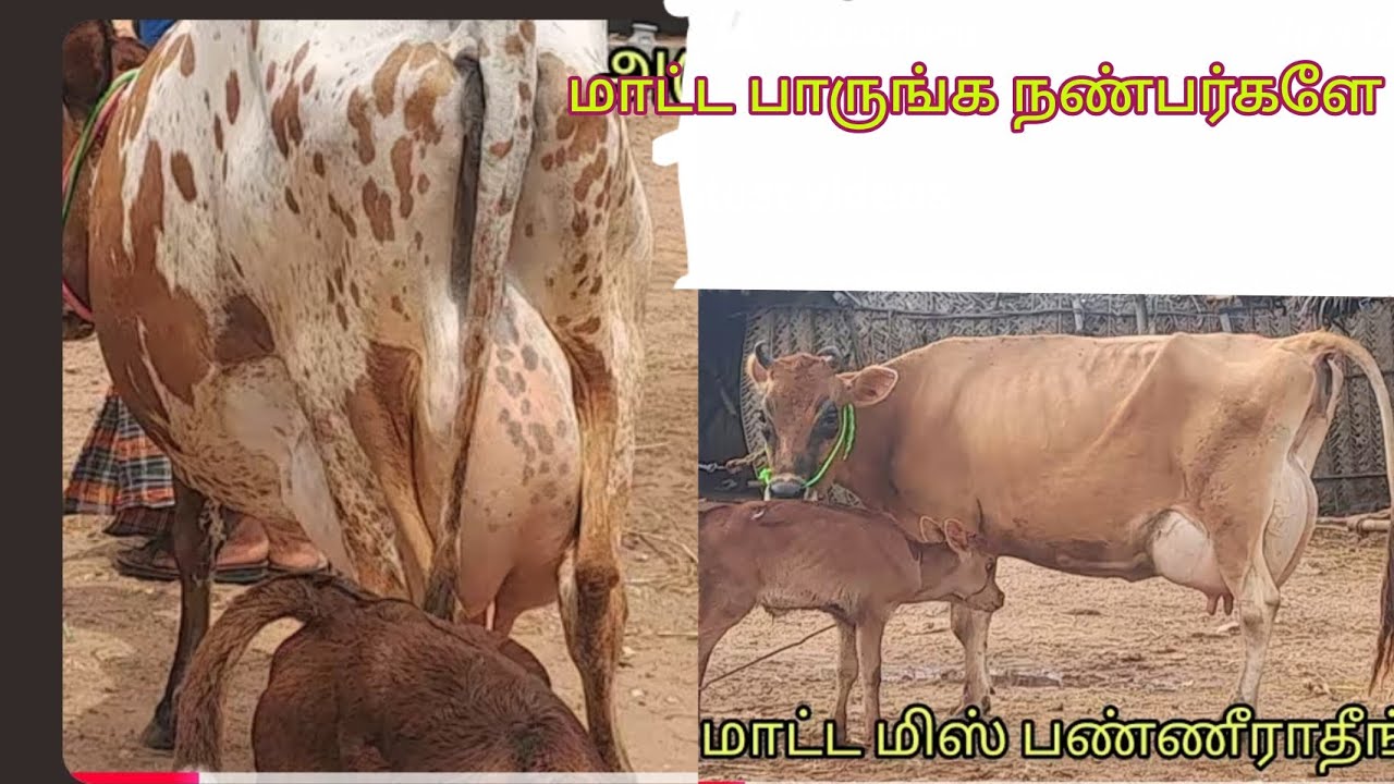 புது வீடியோ போட்டாச்சு விற்பனைக்கு மாடு வந்தாச்சு நண்பர்களே 🐄💥