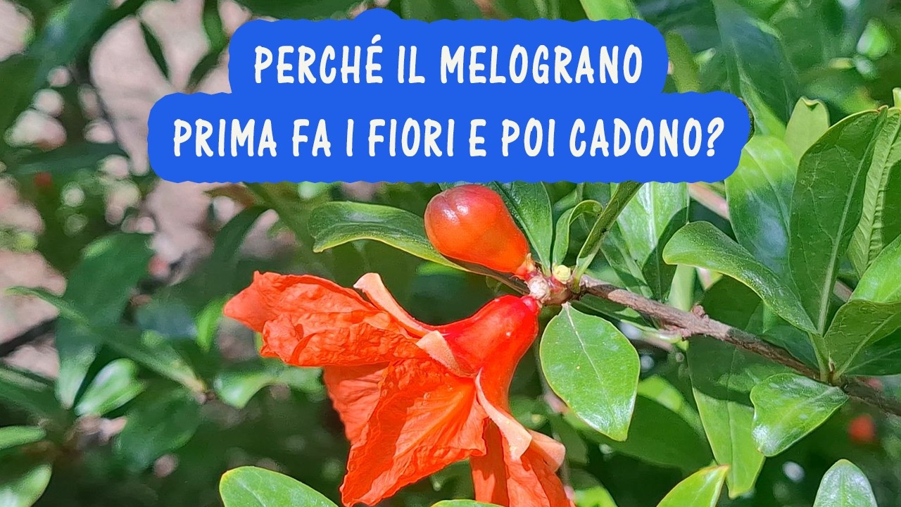 Il melograno perde i fiori? Ecco come evitarlo e avere tanti frutti