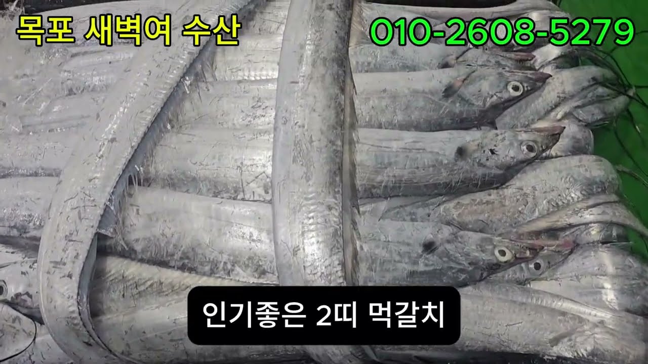 띠 먹갈치 #목포갈치 # 생갈치  #갈치조림 #목포수협 #중갈치 # 목포생선 #목포새벽 #국산갈치