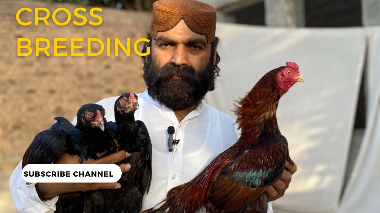 Cross Breeding in Aseel // How to do perfect cross breed in Aseel