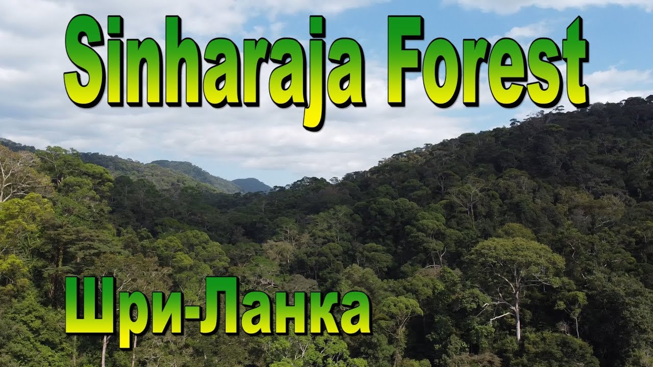 Sinharaja Forest Шри-Ланка