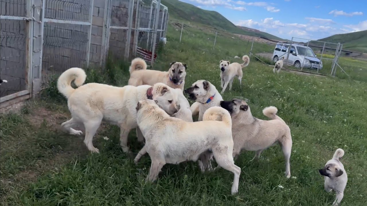 K&Ouml;PEKLER ARASINDA KISA BİR OLAY &Ccedil;IKTI MİLLETE ADAMLIKTAN BAHSEDİYORSUN KENDİN OLAMIYORSUN 