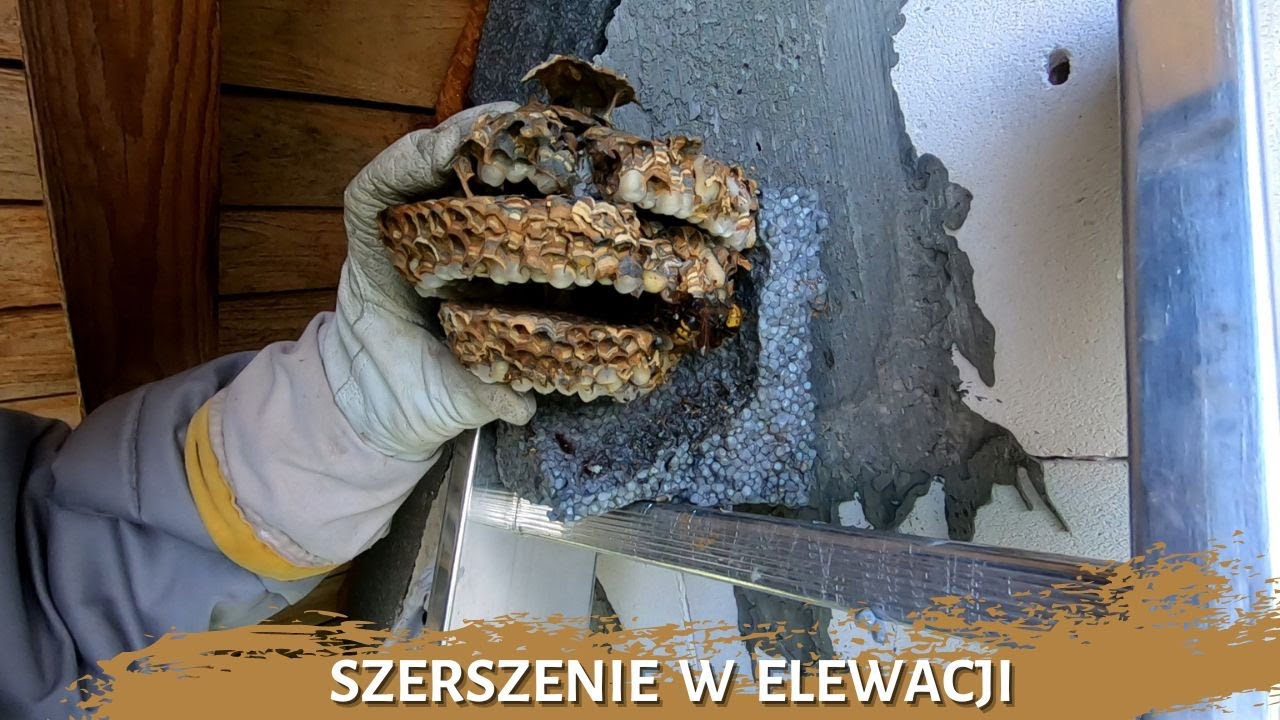 Szerszenie w elewacji - usuwanie gniazda szerszeni