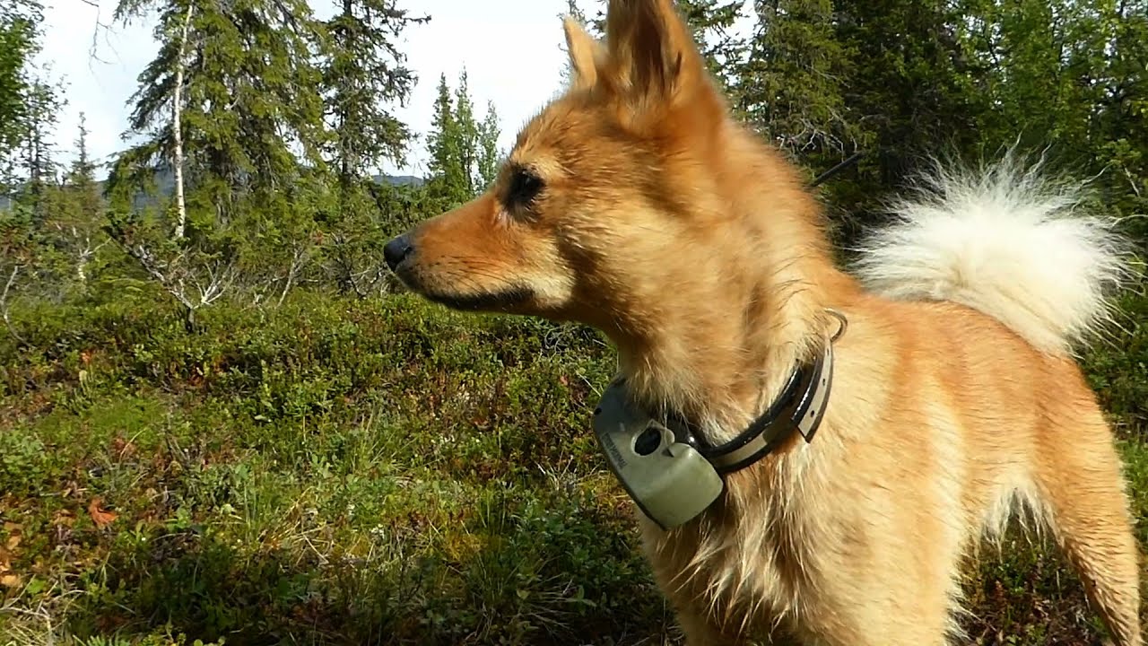 Finnish Spitz Treks to Old Samish Settlement