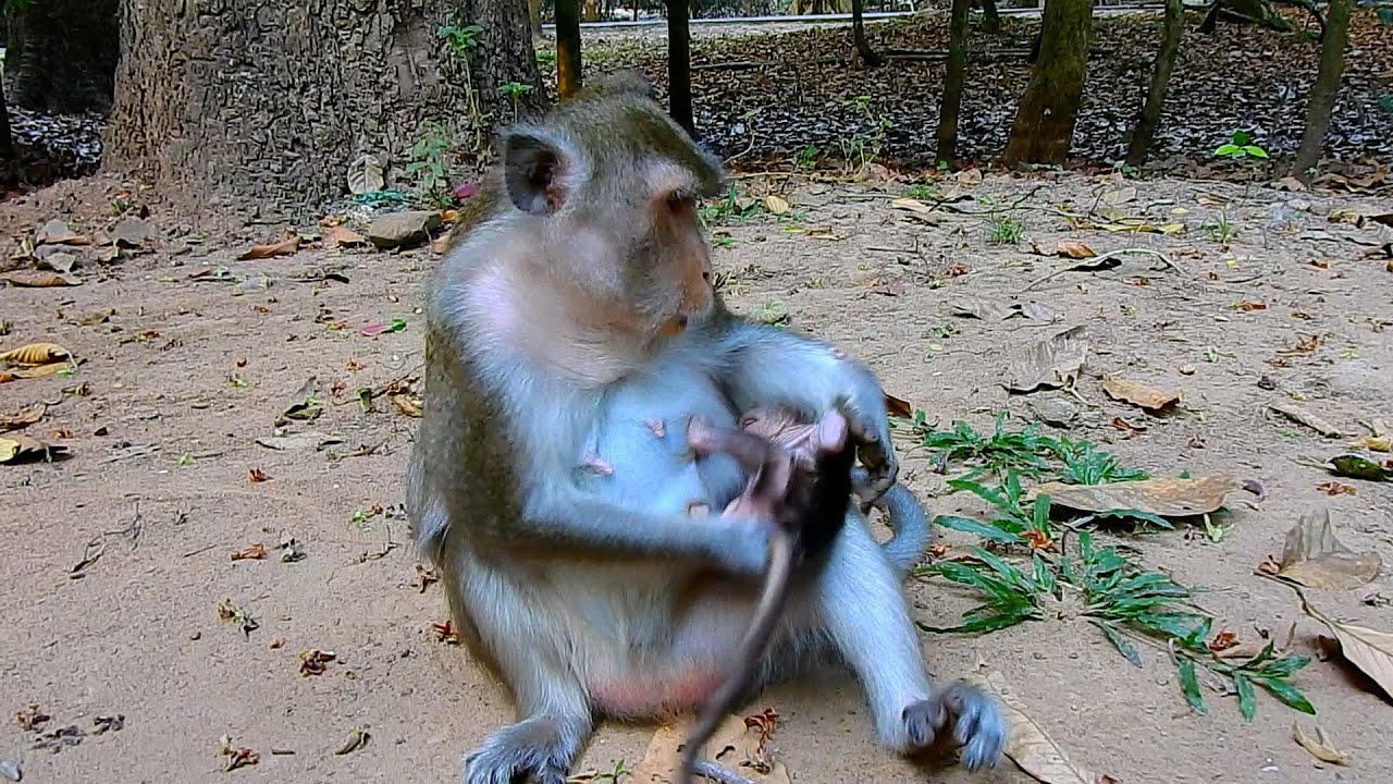 Po-or Baby AMINA! Mom Anna Take Care Wrong Way | @IShowMonkeyTV