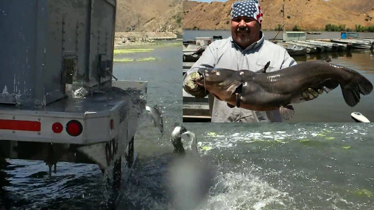 Giant Tilapia & 