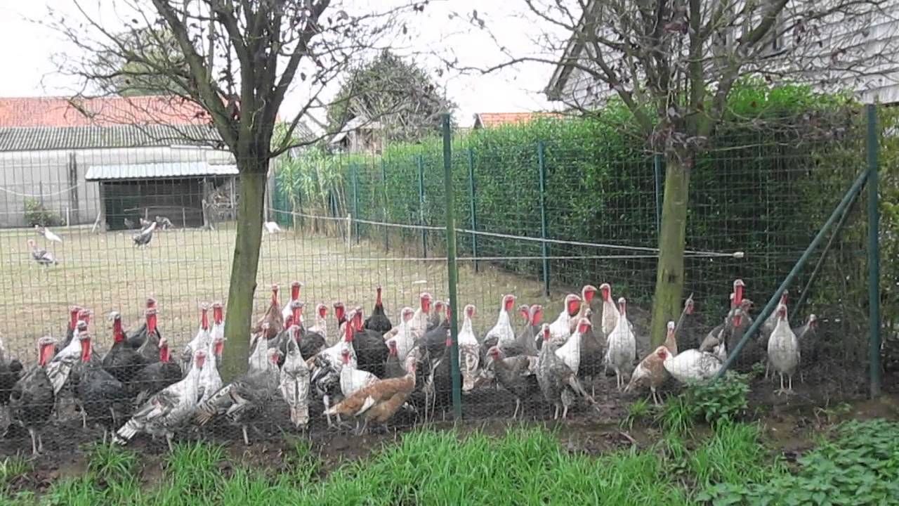 Zingende kalkoenen