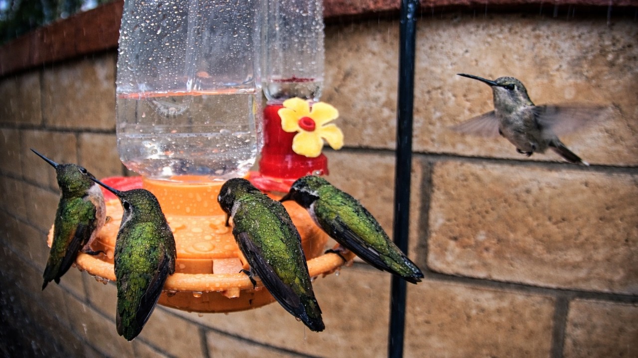 Rainy Day Hummingbirds at the Feeder 🌧️🐦  静かな雨の日のハチドリ自然音