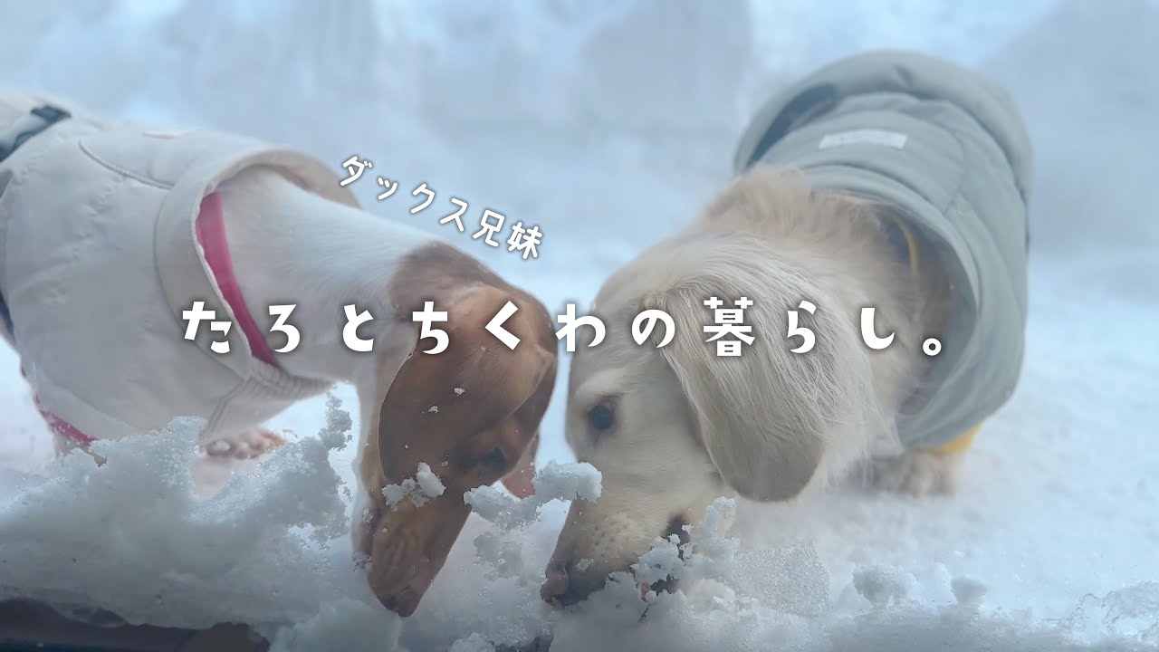 #95 雪はもう遠慮したい主と雪がだいすきな犬たち【ミニチュアダックス】
