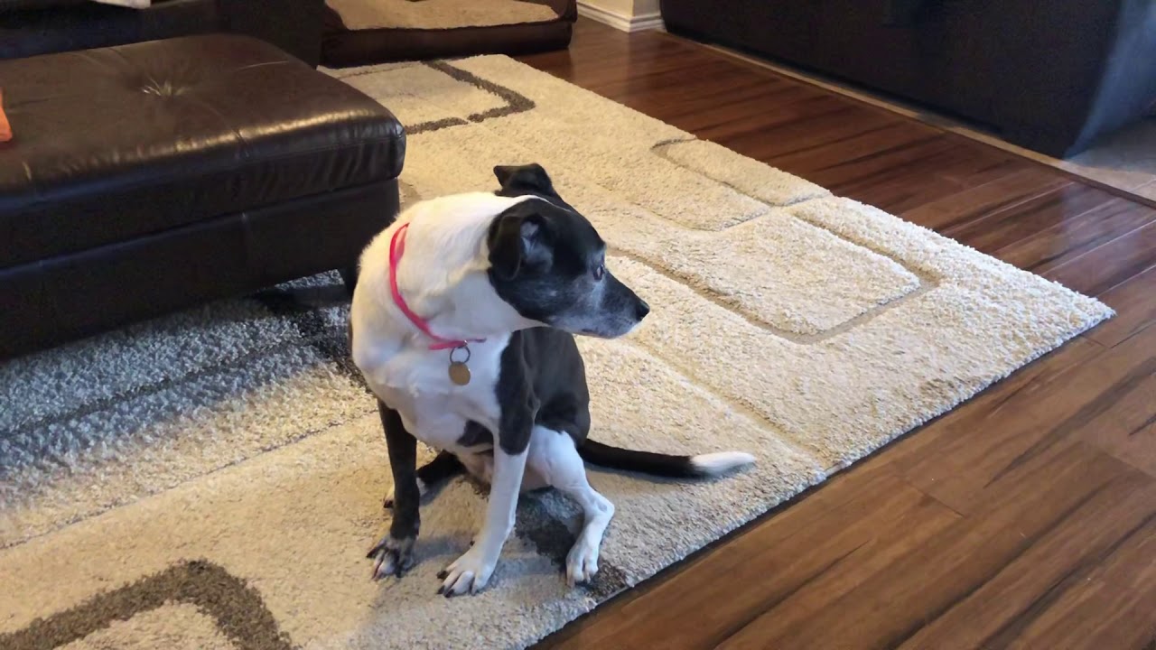 TPLO surgery recovery - Week 4 update.