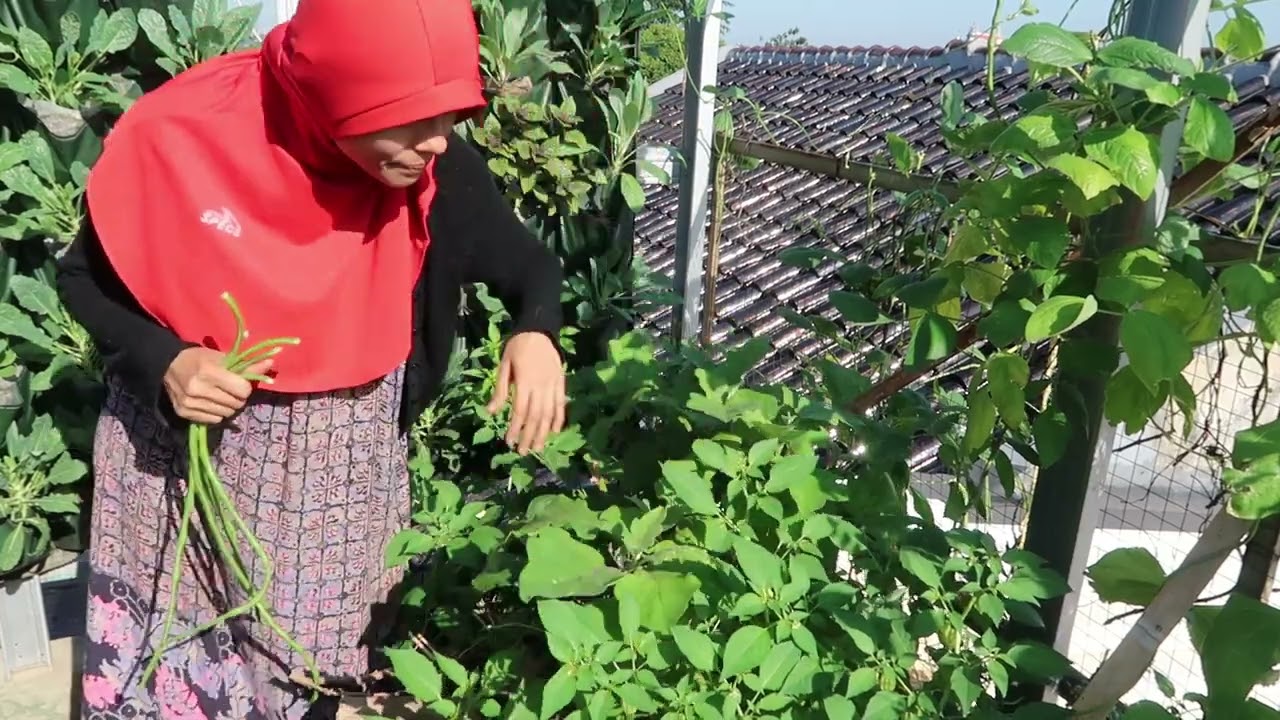 Ep.301 Berkebun sampai malam hari