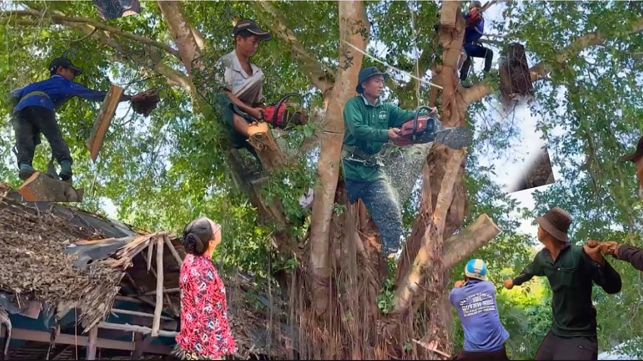 hai anh thợ cưa cây ọp rất to lớn nhìn thóc cả tim # Bangcuacay