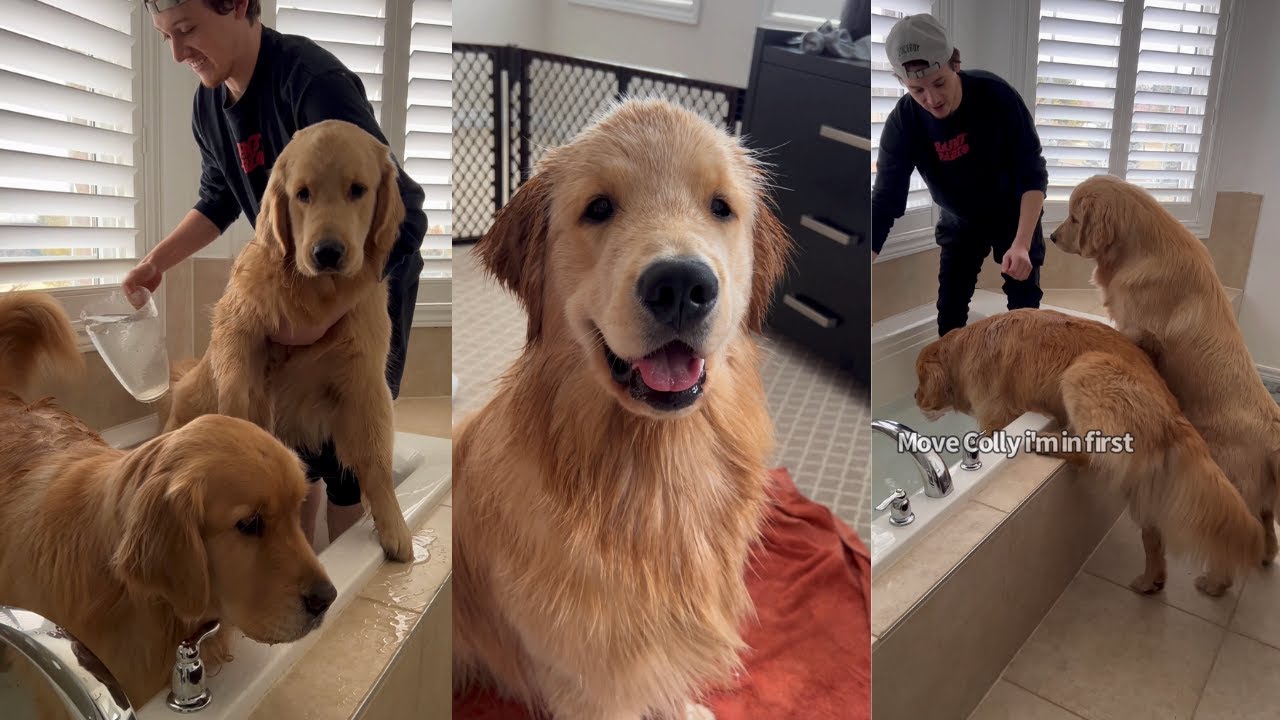 Golden Retriever Brothers Take A Bath Together