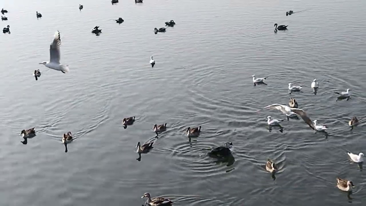 Birds 🐦 enjoying 