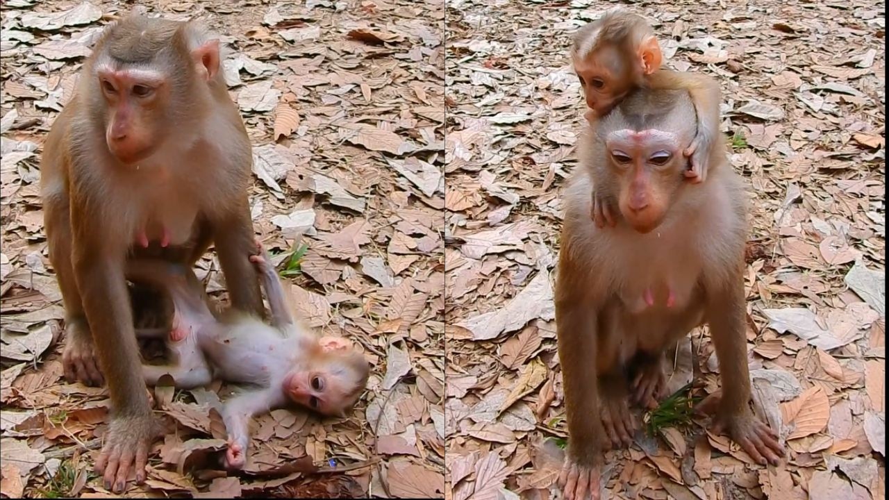 let's time to eat, good monkey Lauy take her baby to eat rice.