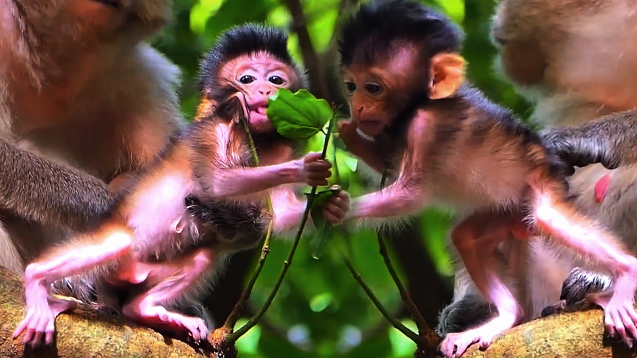 Tiny Baby Monkey Really Wants To Be Active, AW