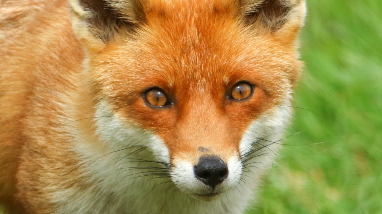 Animals With Human-Like Characteristics
