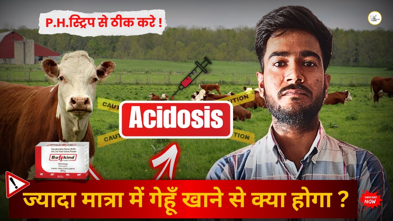 गायों में रूमिनल एसिडोसिस क्या है? कारण, लक्षण और इलाज | Ruminal Acidosis in Cattle#RuminalAcidosis