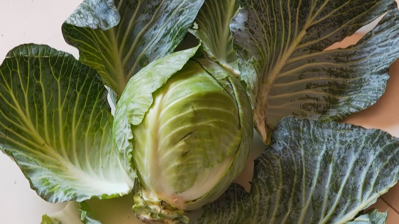 Cabbage head a Leafy vegetable 