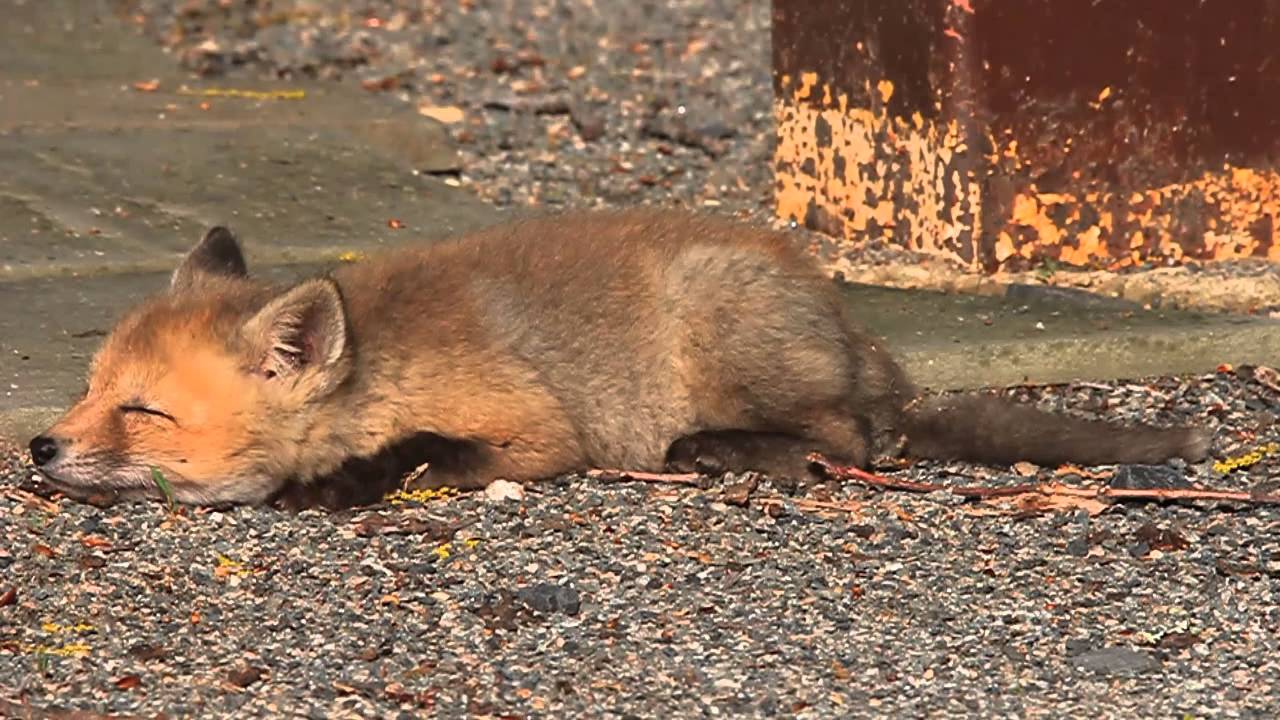 Sleepy Fox Kit