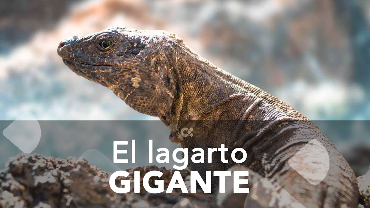 El lagarto gigante, en peligro crítico de extinción
