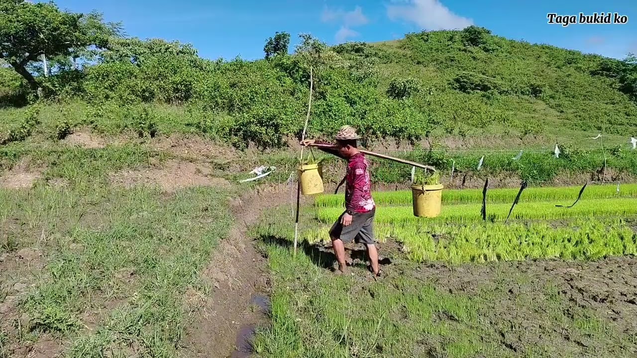 Part 4 My jobs in the province | At pag tatanim ng palay | Dito sa probinsya 